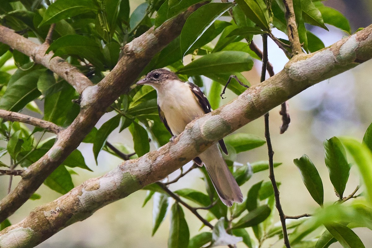Spotted Greenbul - Oliver Kell
