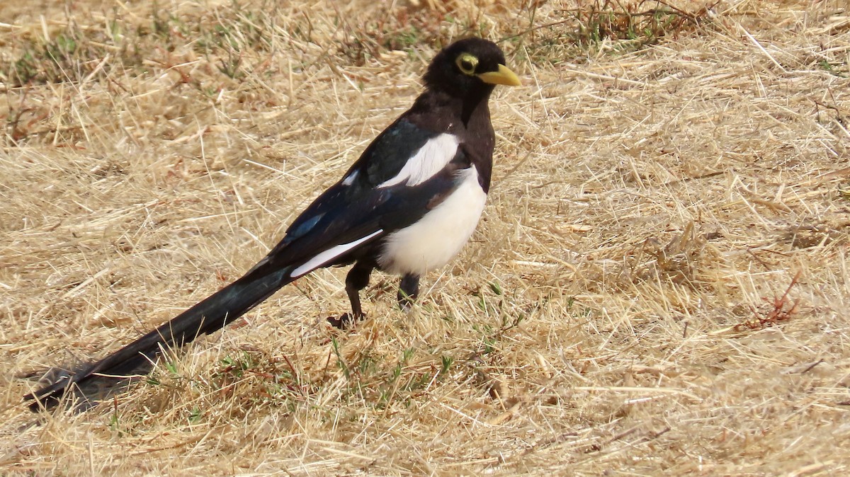 Yellow-billed Magpie - ML624019214