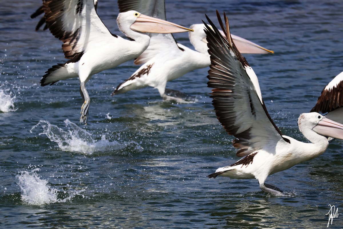 Australian Pelican - ML624019260