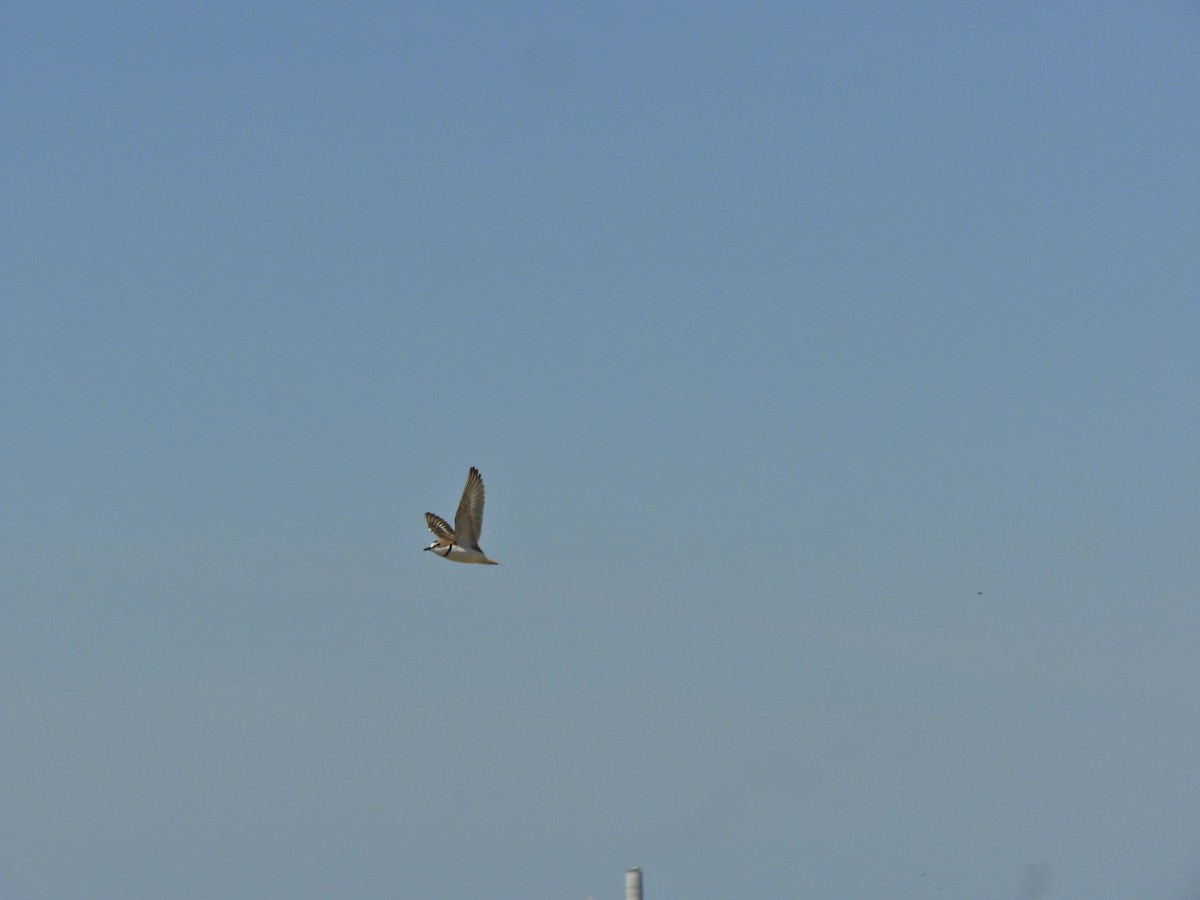 Collared Plover - ML624019274