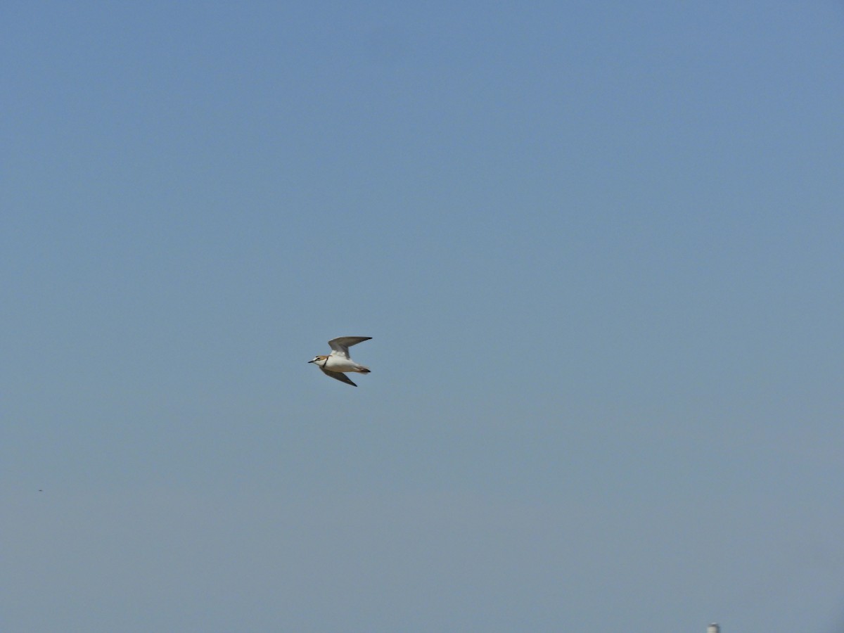 Collared Plover - ML624019283