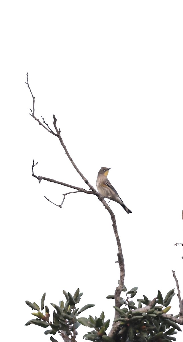 Yellow-rumped Warbler (Audubon's) - ML624019289