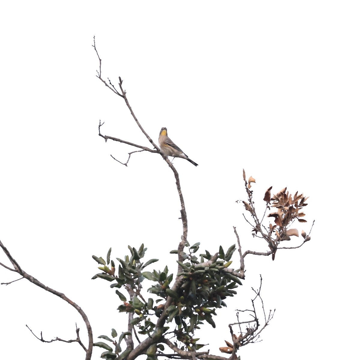 Yellow-rumped Warbler (Audubon's) - ML624019290