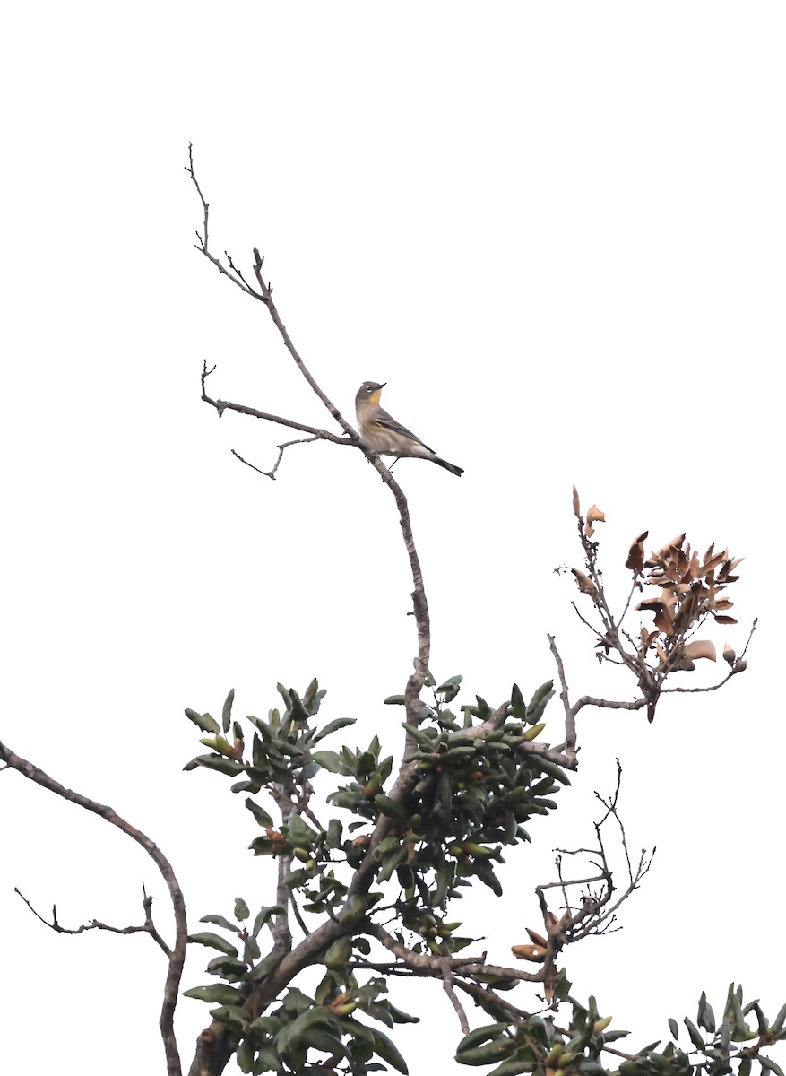 Yellow-rumped Warbler (Audubon's) - ML624019291