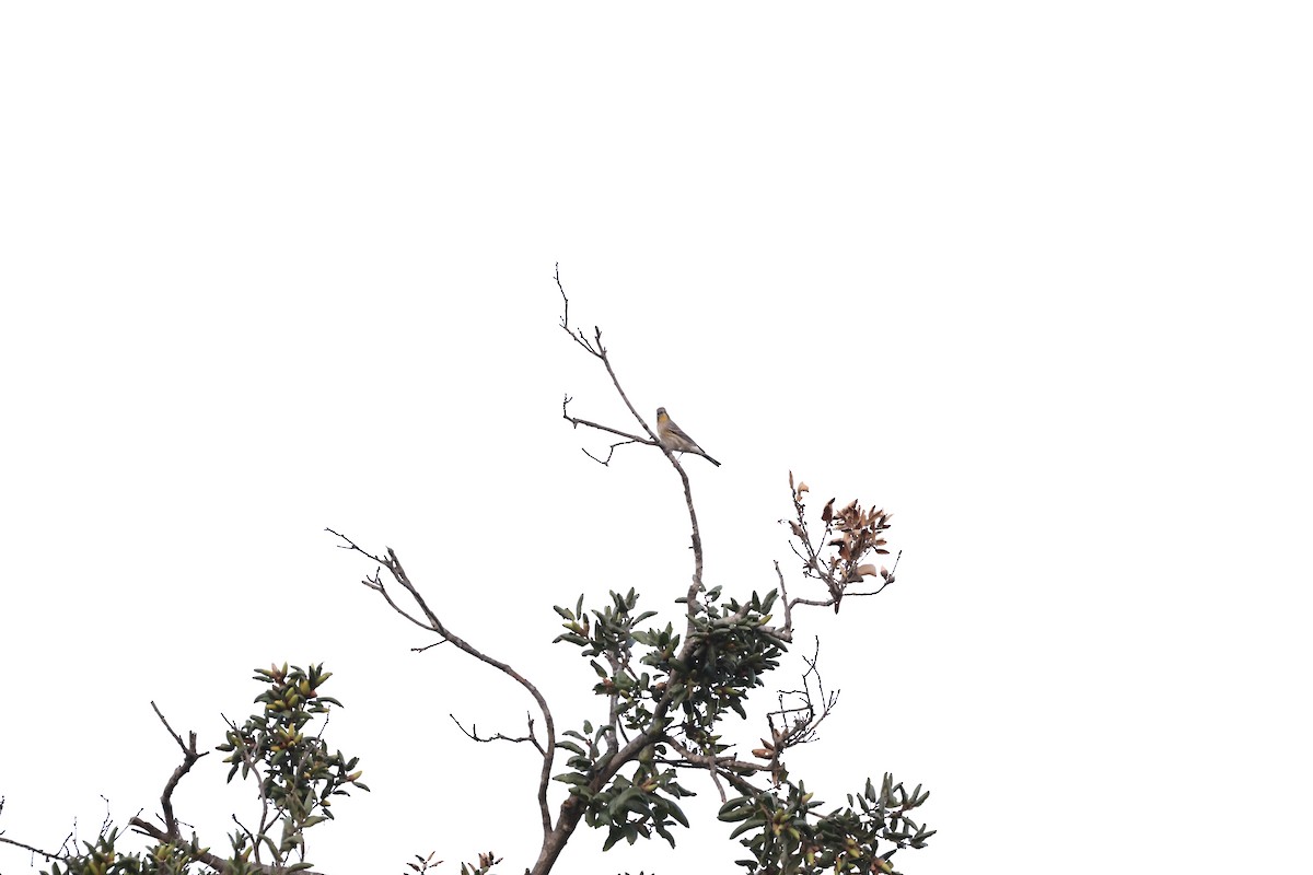 Yellow-rumped Warbler (Audubon's) - ML624019292