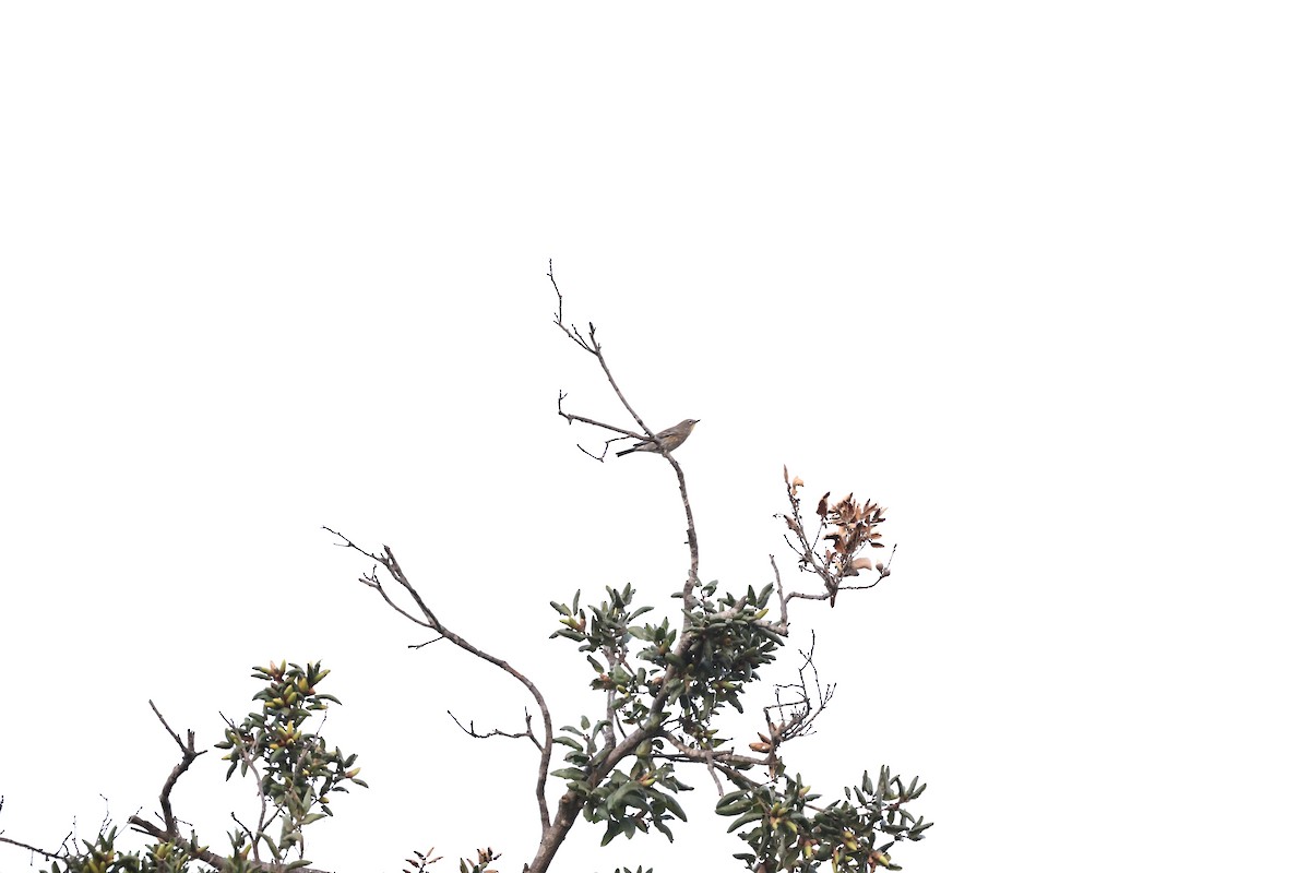 Yellow-rumped Warbler (Audubon's) - J. Breckenridge