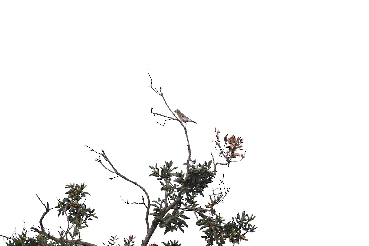 Yellow-rumped Warbler (Audubon's) - ML624019294