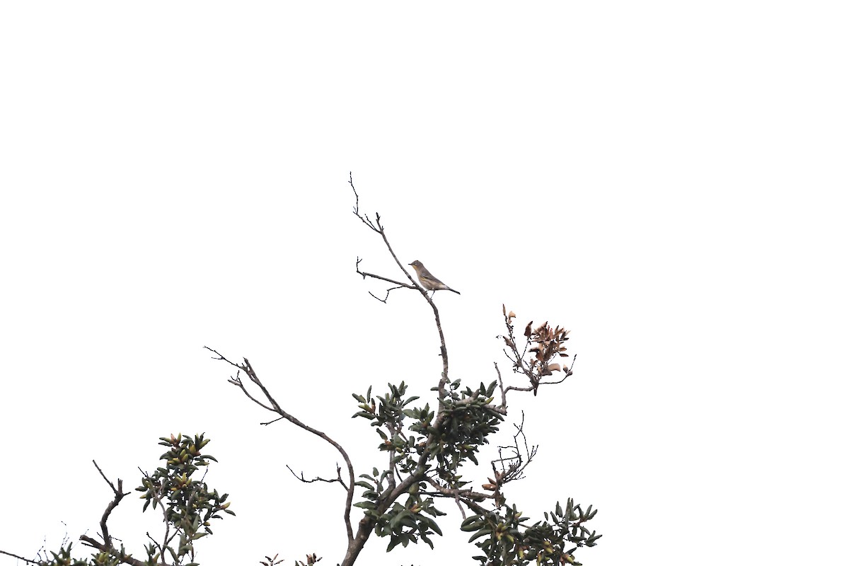 Yellow-rumped Warbler (Audubon's) - ML624019295