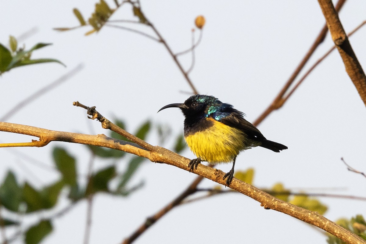 Variable Sunbird (Yellow-bellied) - ML624019298