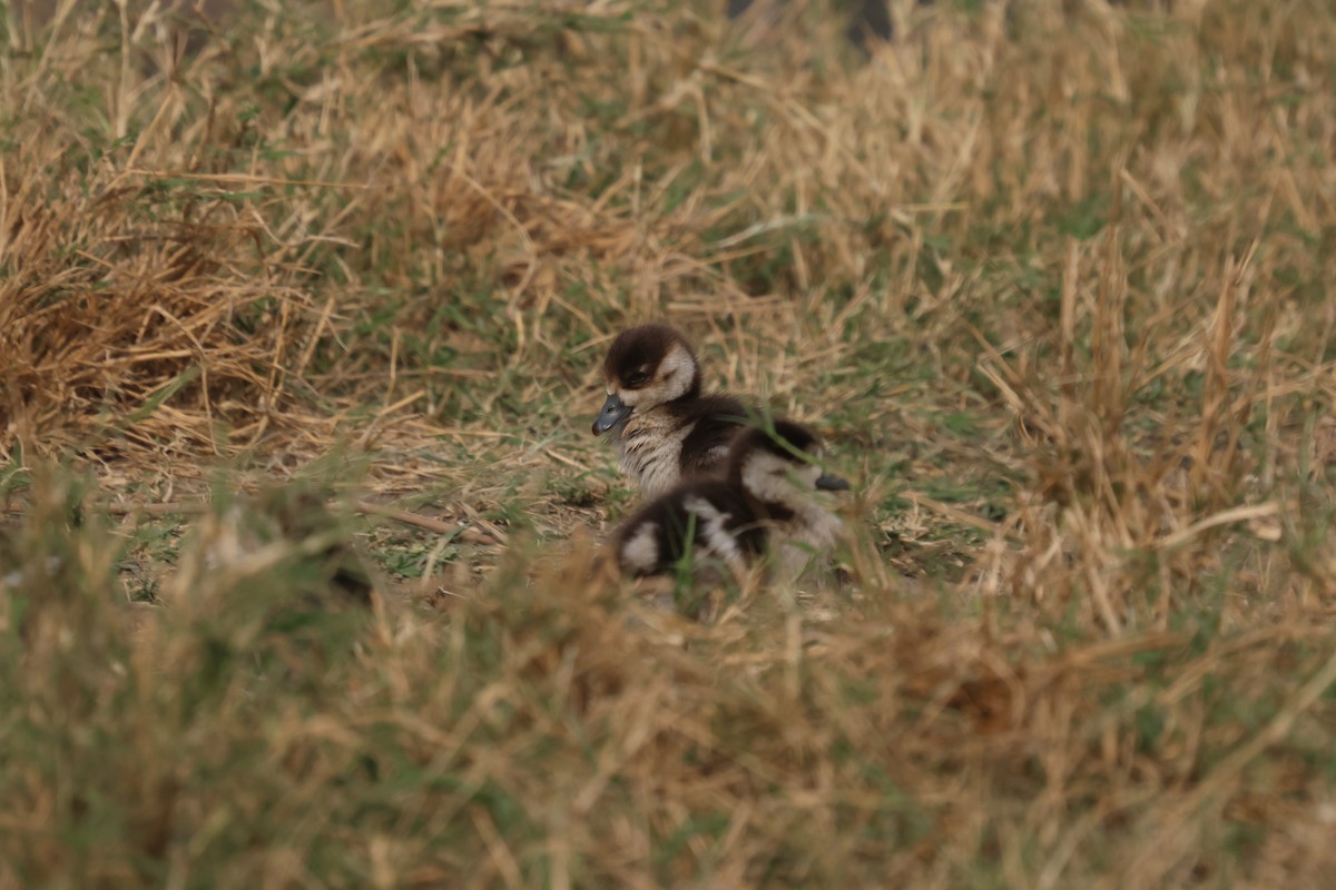 Egyptian Goose - ML624019301