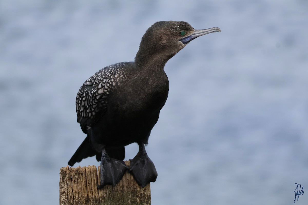 Little Black Cormorant - Jacob De Leo