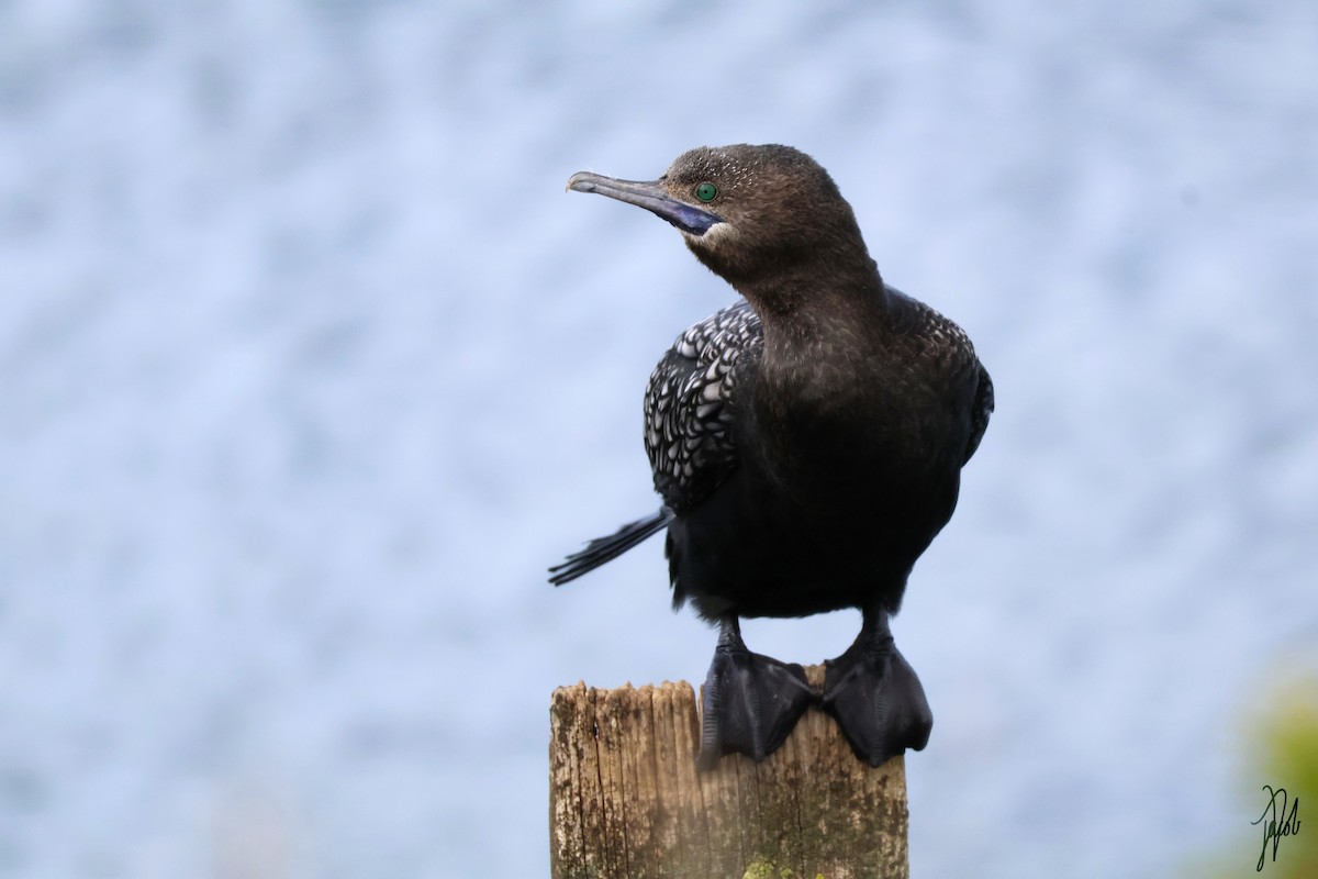 Little Black Cormorant - ML624019303