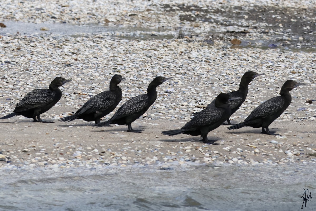 Little Black Cormorant - ML624019304