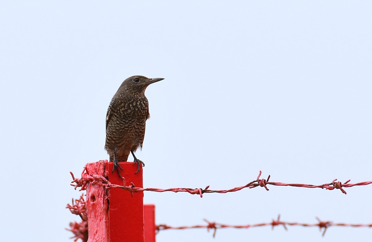 Blue Rock-Thrush - ML624019306