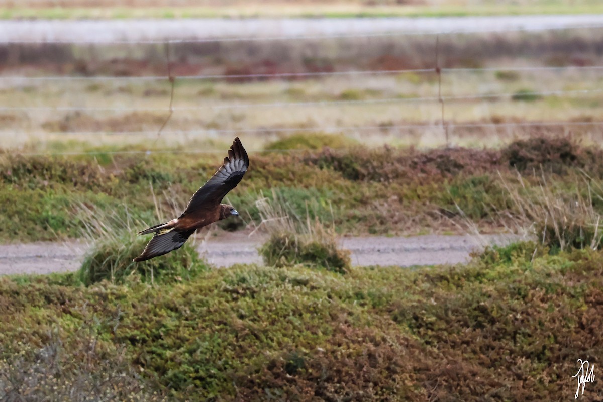 Swamp Harrier - ML624019307