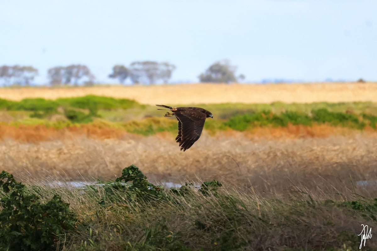 Swamp Harrier - ML624019308