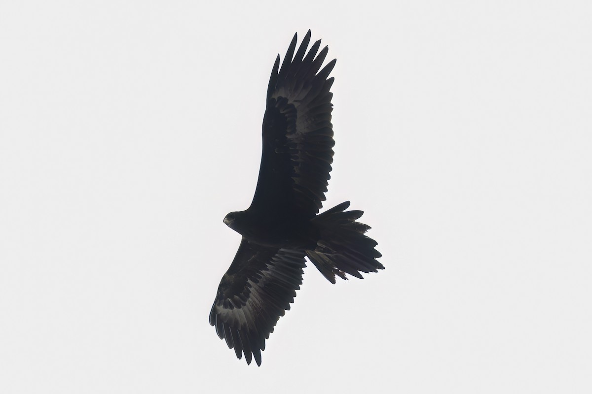 Wedge-tailed Eagle - ML624019309