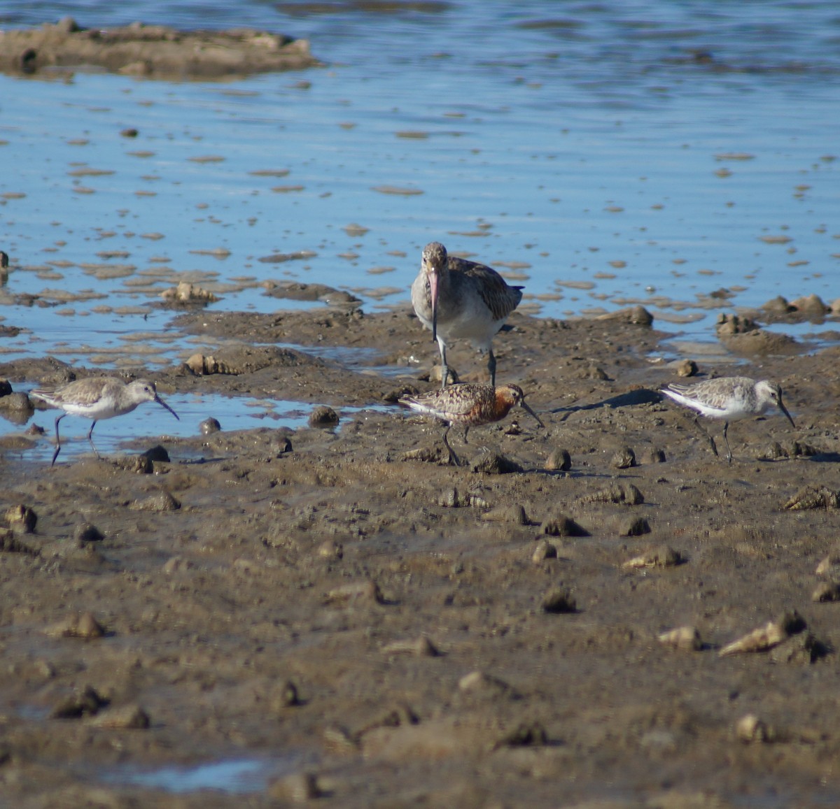 Curlew Sandpiper - ML62401931