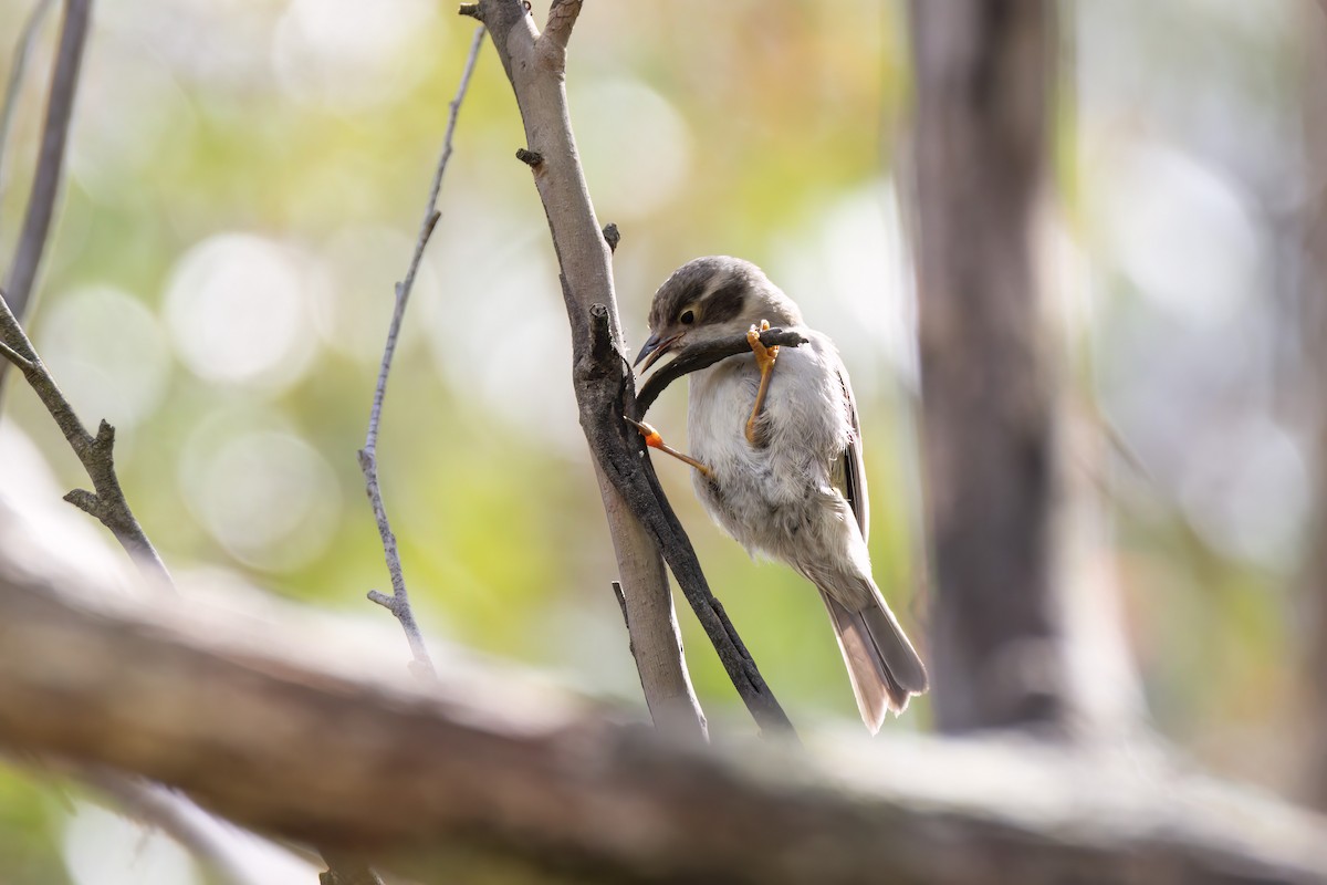 Brown-headed Honeyeater - ML624019310