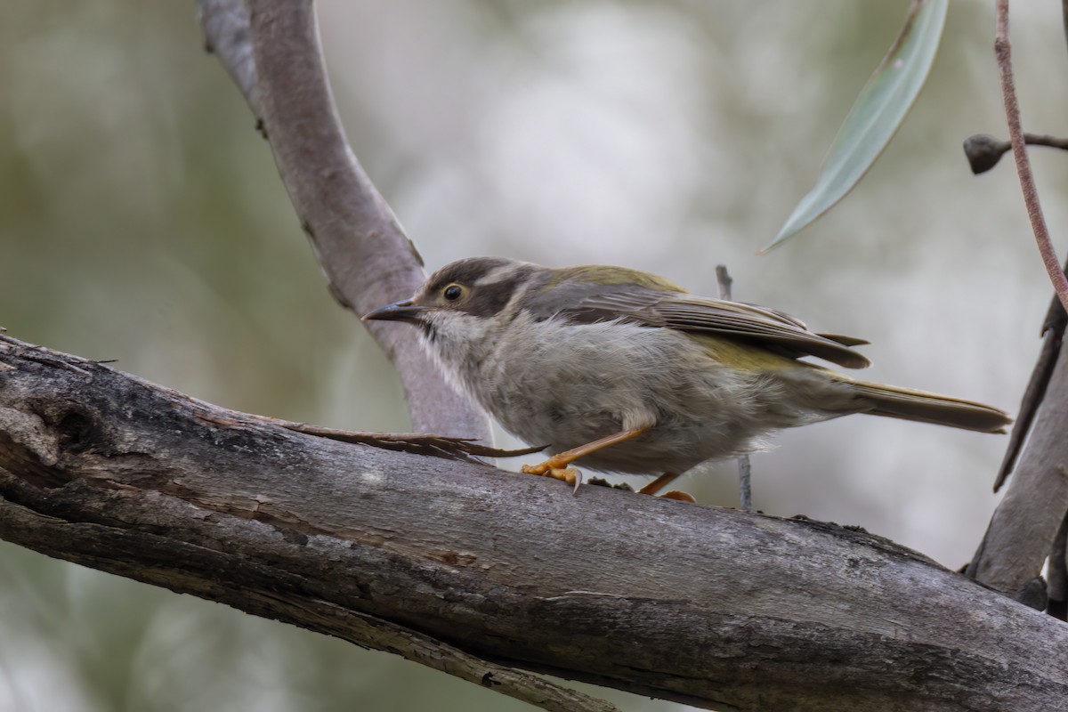 Brown-headed Honeyeater - ML624019311