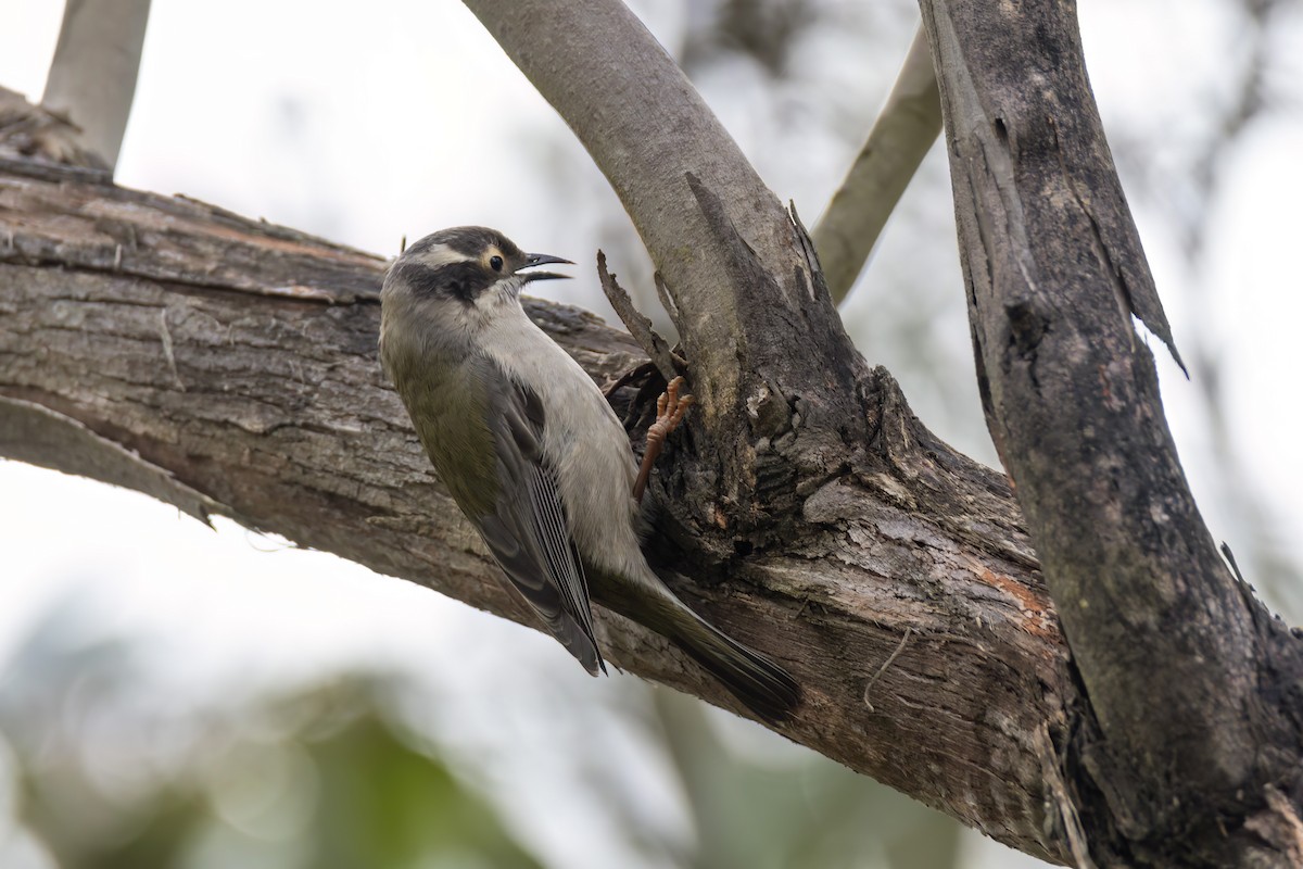 Brown-headed Honeyeater - ML624019312