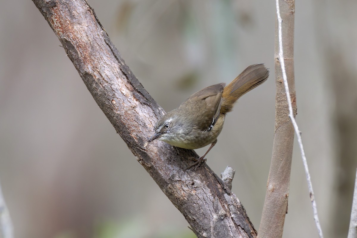 White-browed Scrubwren - ML624019313