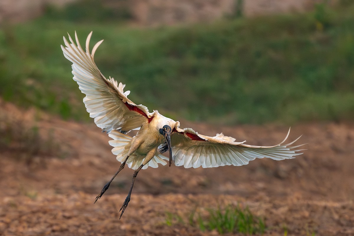 Black-headed Ibis - ML624019314