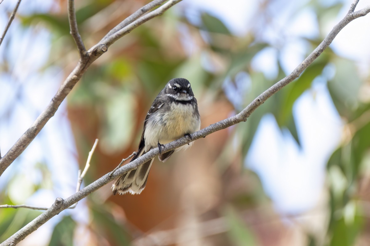 Gray Fantail - ML624019321