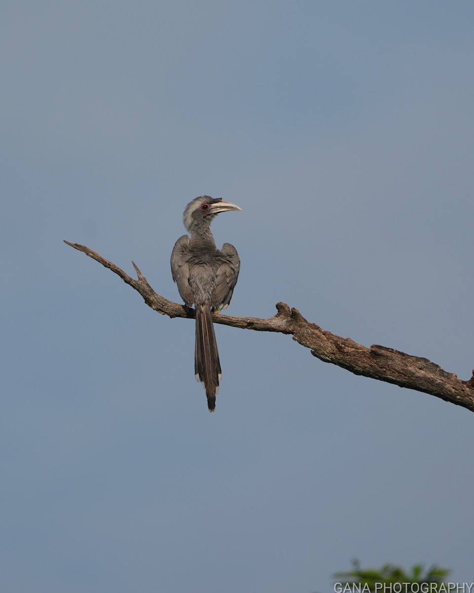 Indian Gray Hornbill - ML624019323