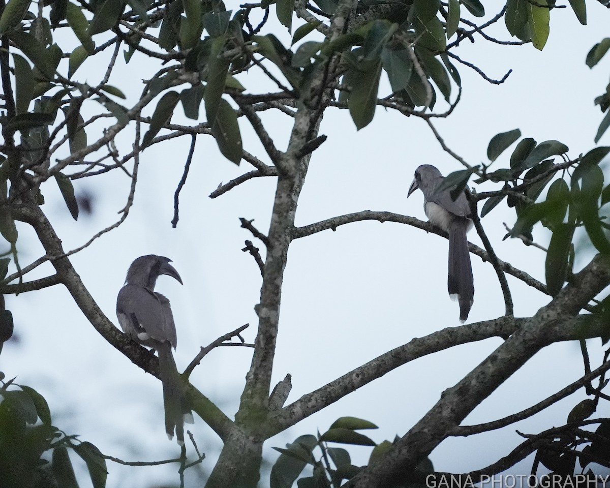 Indian Gray Hornbill - ML624019324