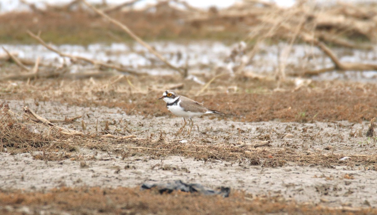 Little Ringed Plover - ML624019325