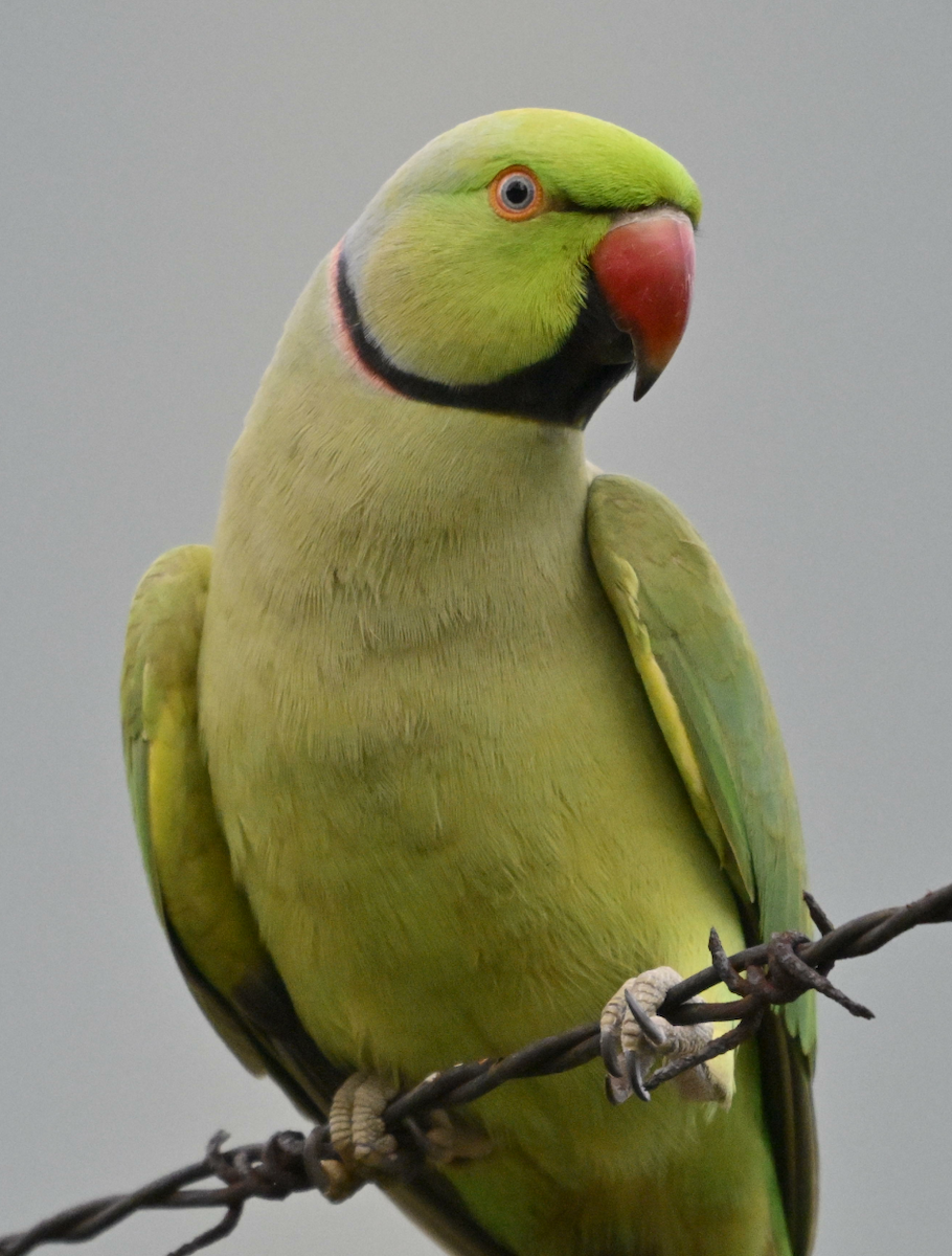 Rose-ringed Parakeet - ML624019326