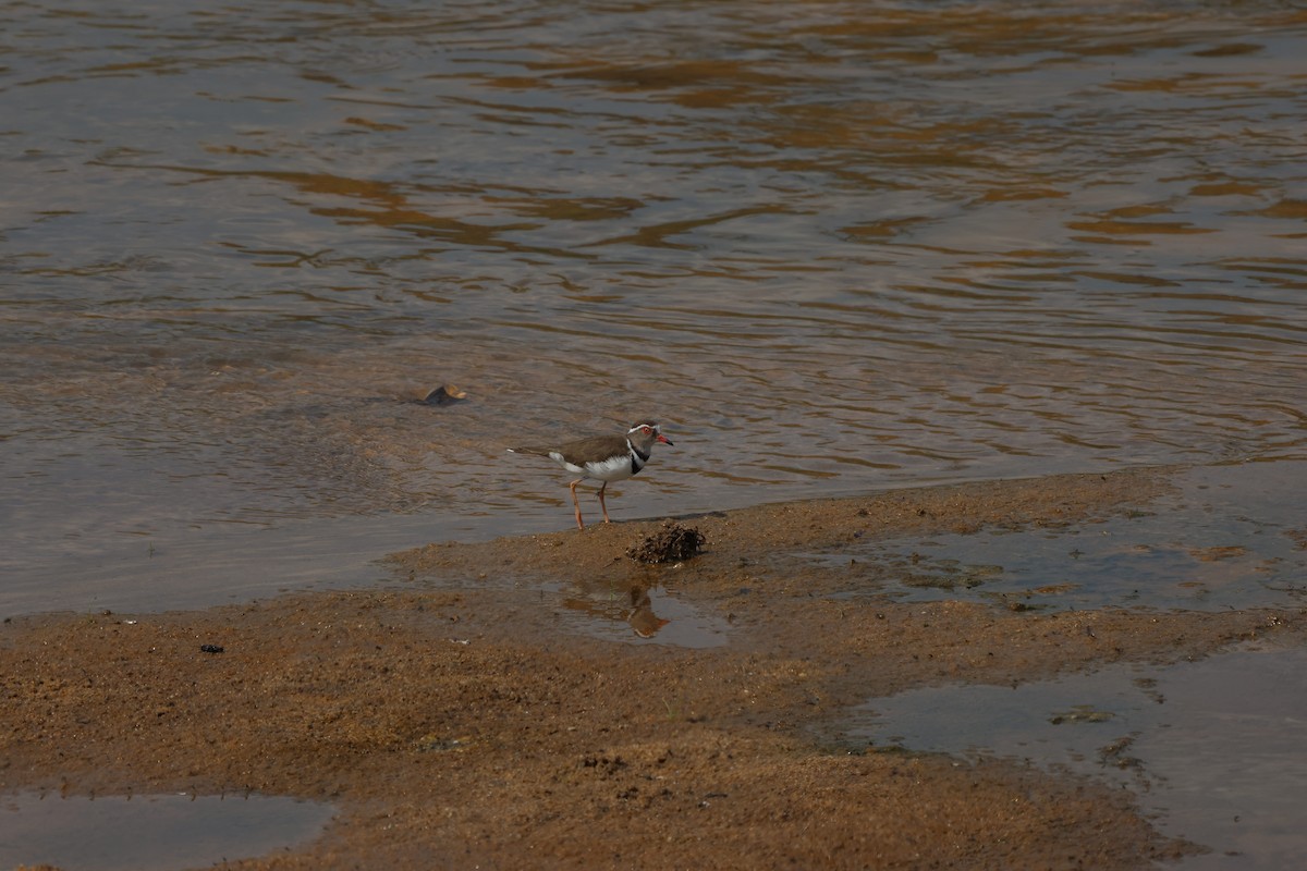 Three-banded Plover (African) - ML624019327