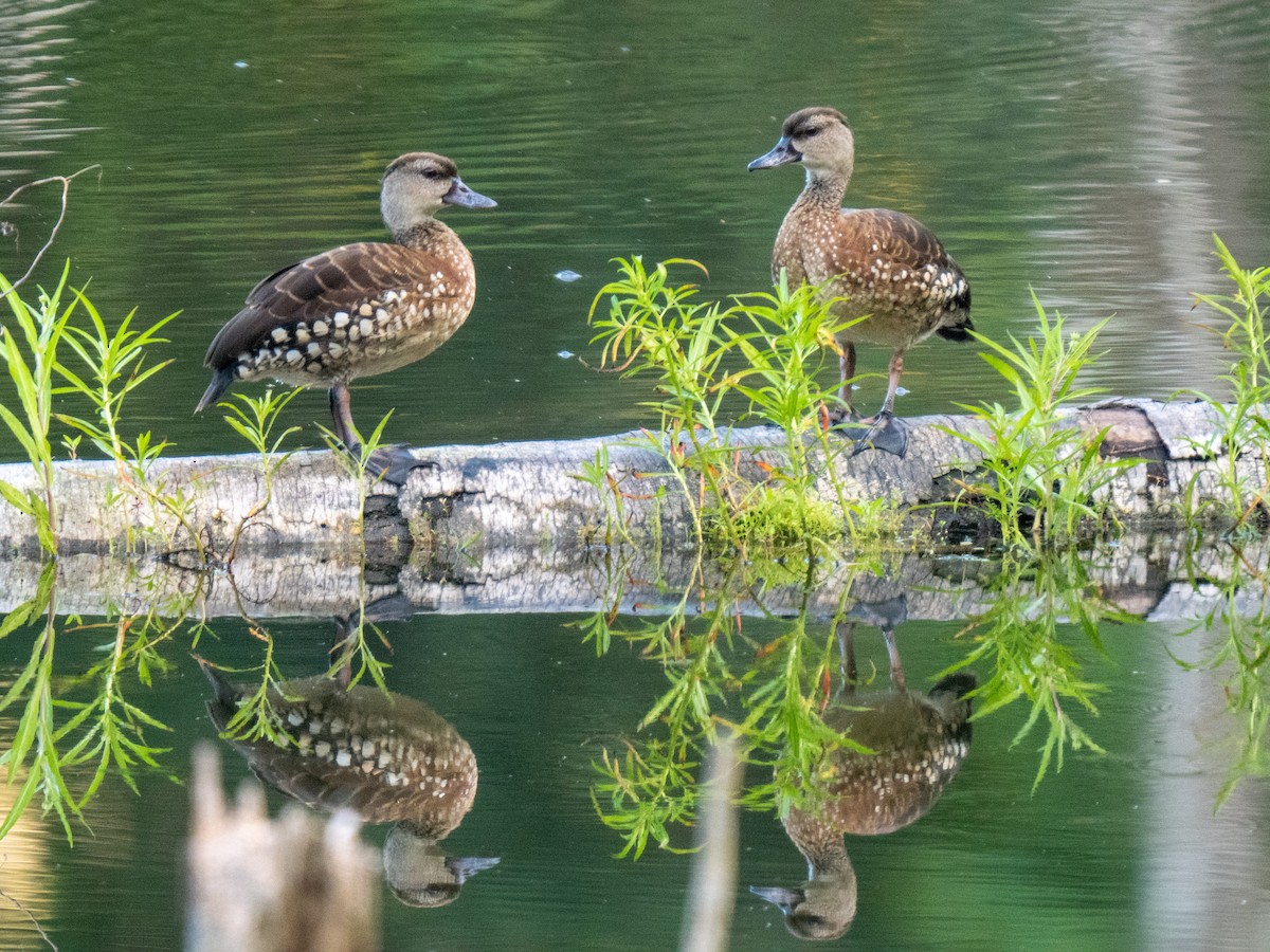 Dendrocygne tacheté - ML624019328