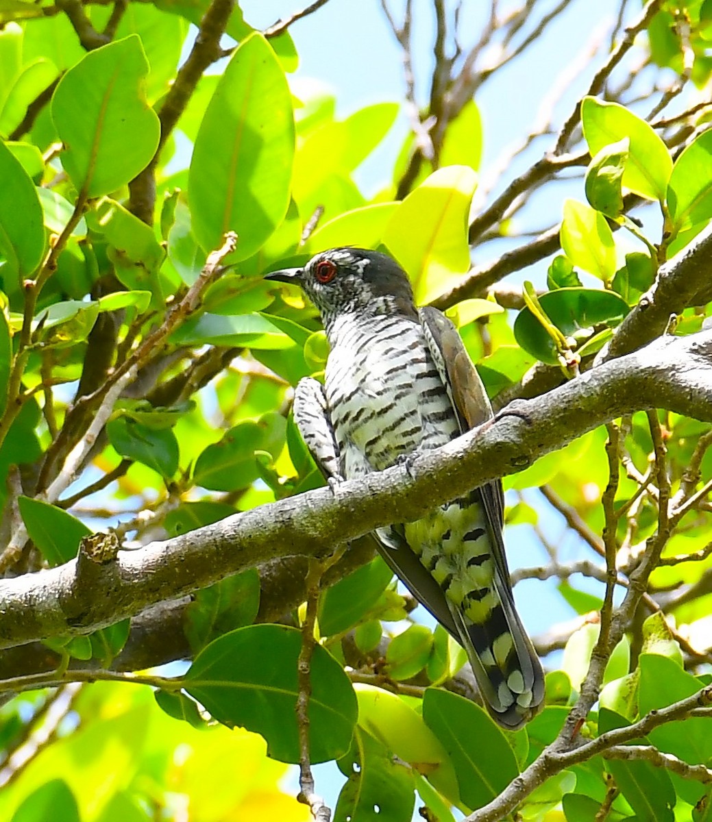 Little Bronze-Cuckoo - ML624019329