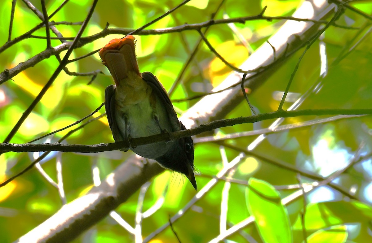 Amur Paradise-Flycatcher - ML624019330