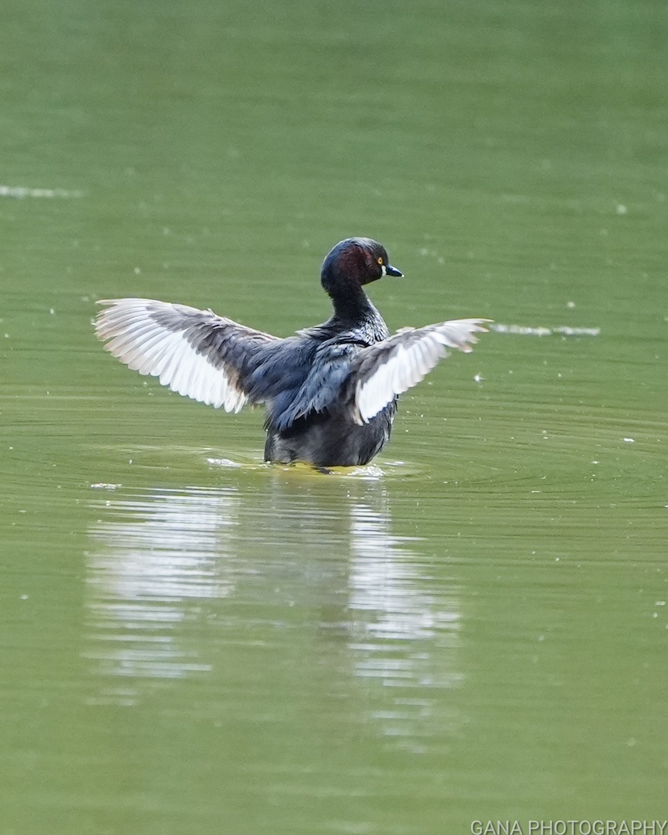 Little Grebe - ML624019331