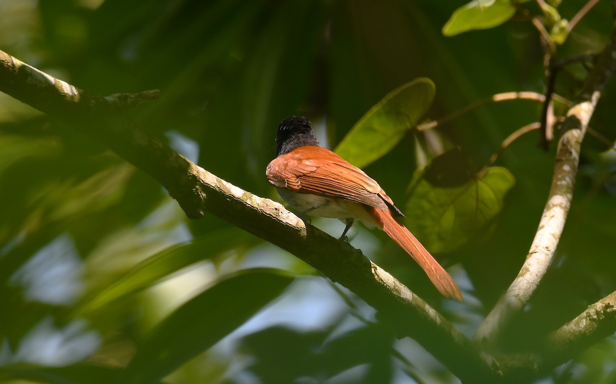 Amur Paradise-Flycatcher - ML624019332