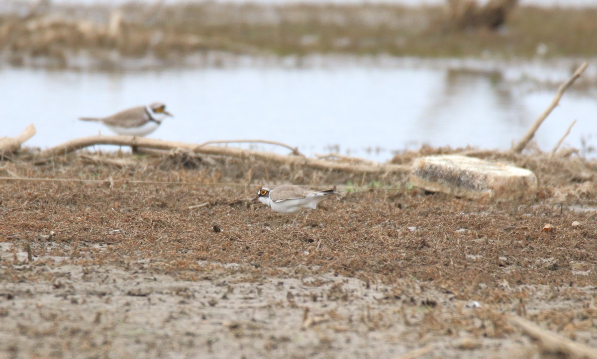 Little Ringed Plover - ML624019333