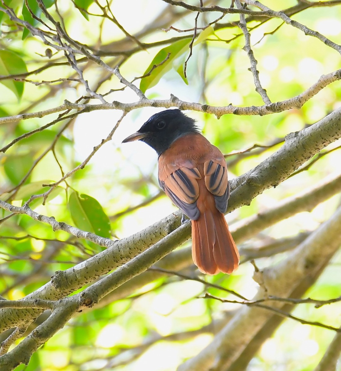 Blyth's Paradise-Flycatcher - ML624019334