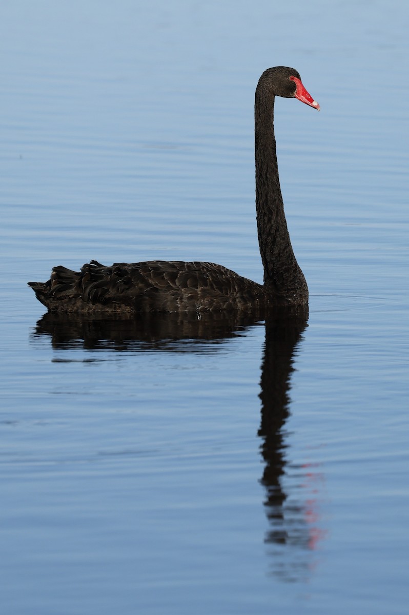 Black Swan - Kevin McLeod