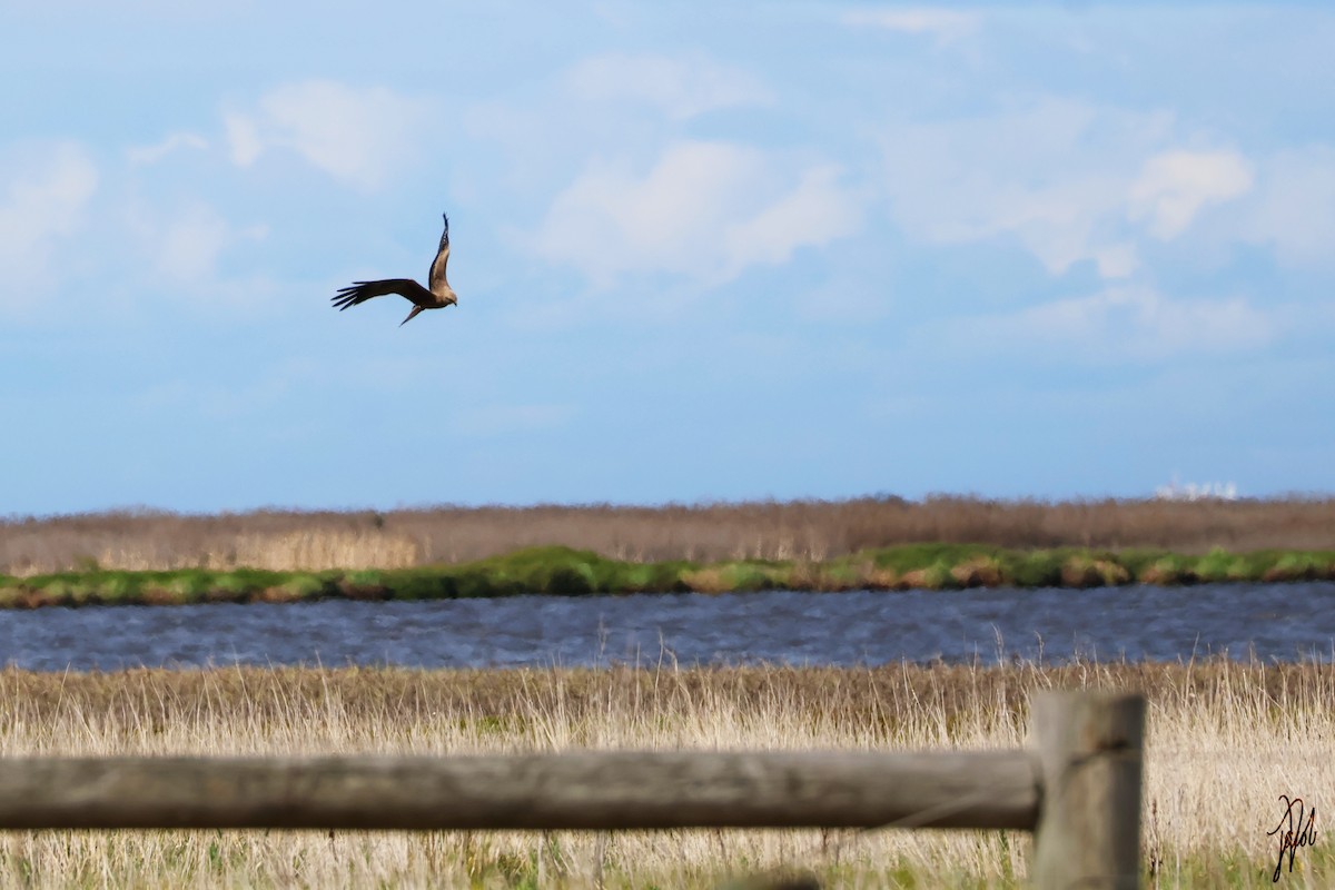 Whistling Kite - ML624019337