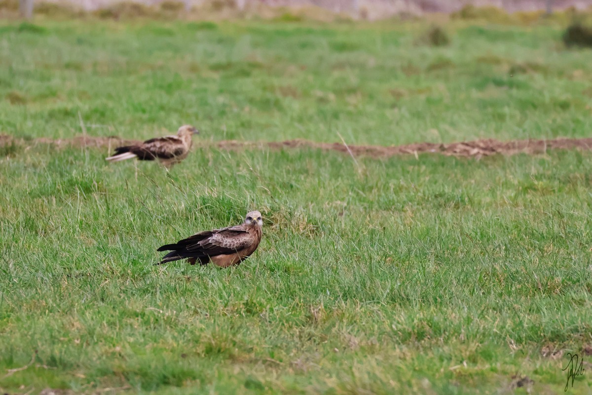 Whistling Kite - ML624019338