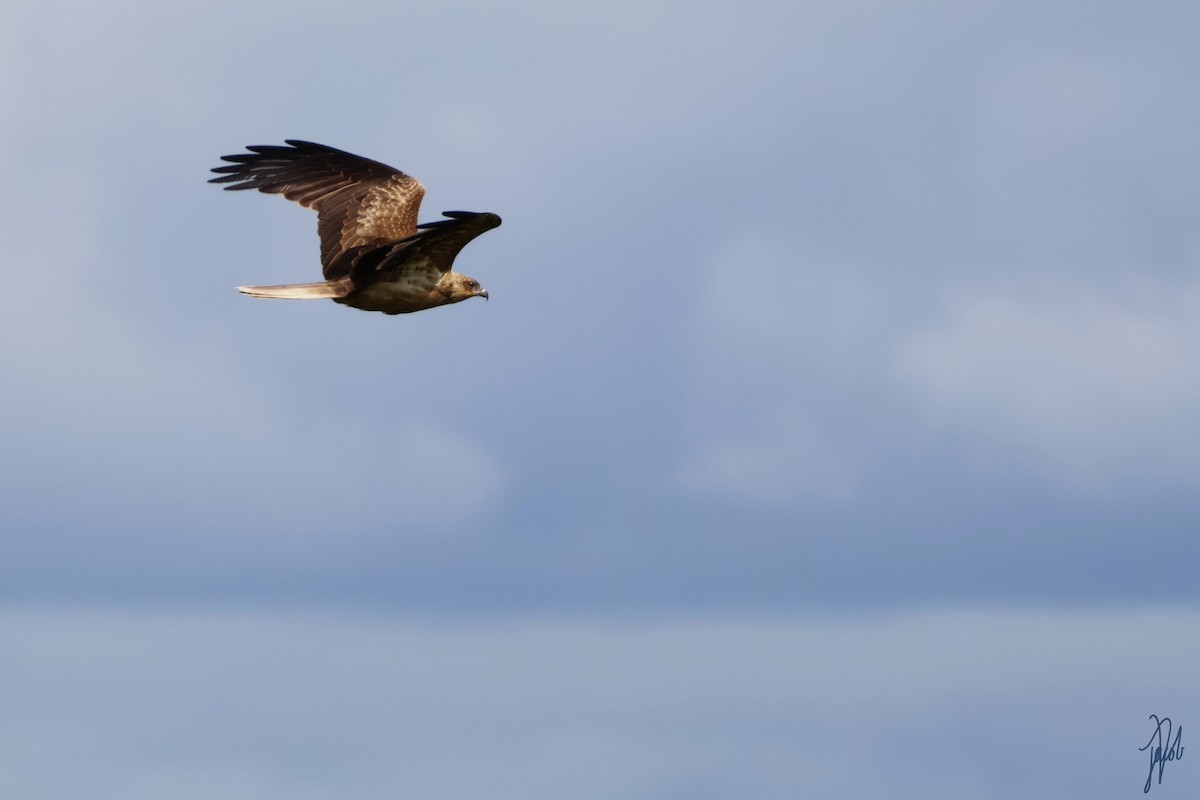 Whistling Kite - ML624019339