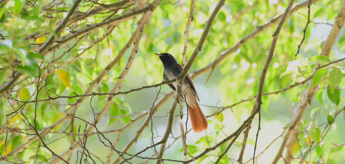 Blyth's Paradise-Flycatcher - ML624019340