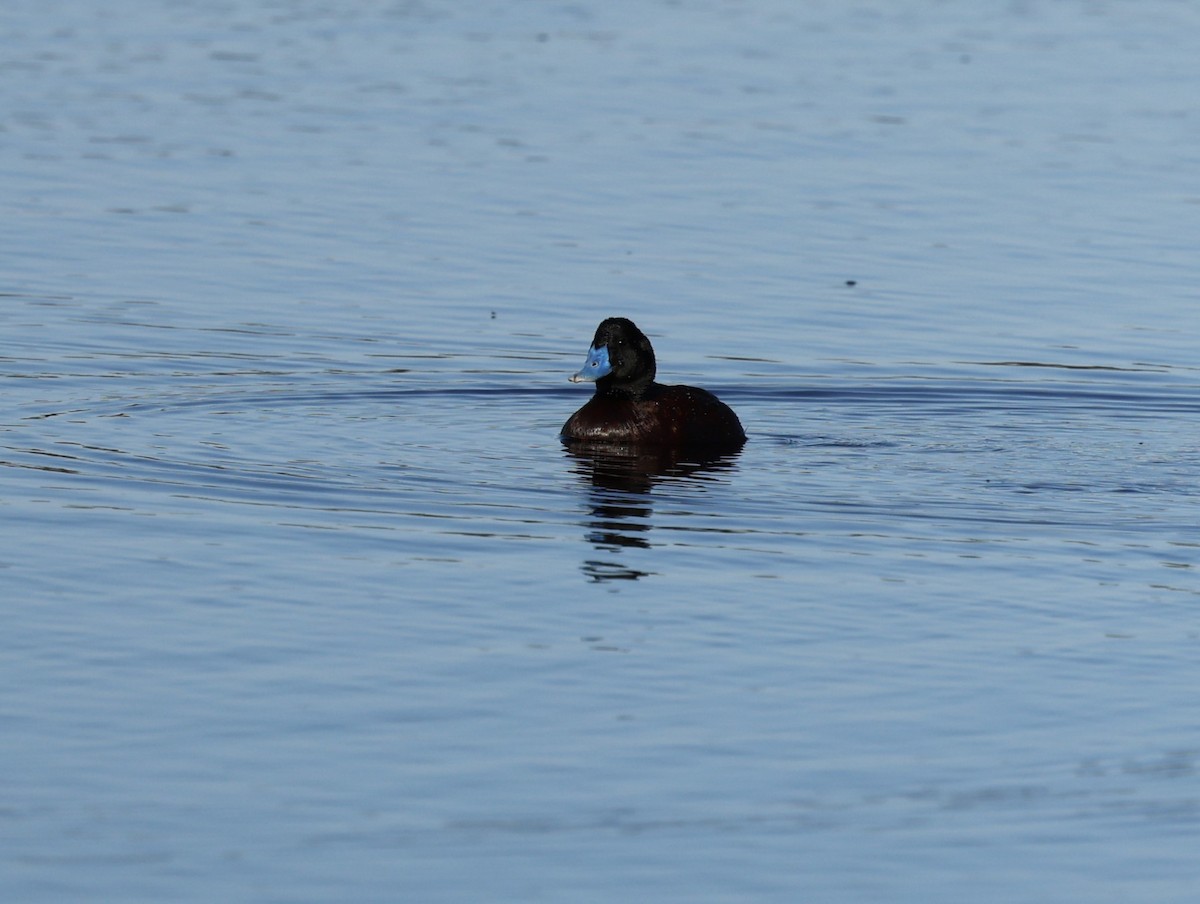 Blue-billed Duck - ML624019341