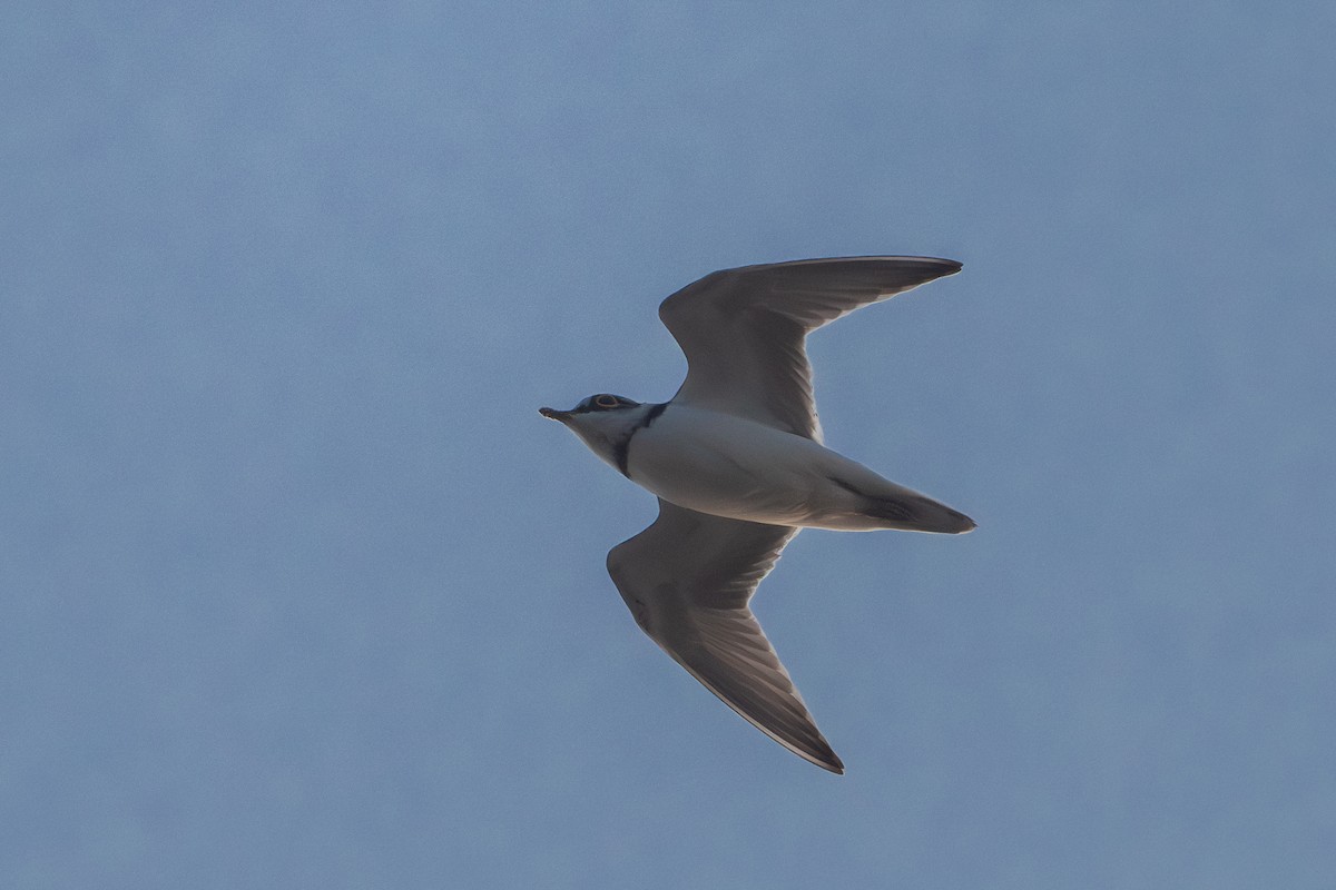 Little Ringed Plover - ML624019342