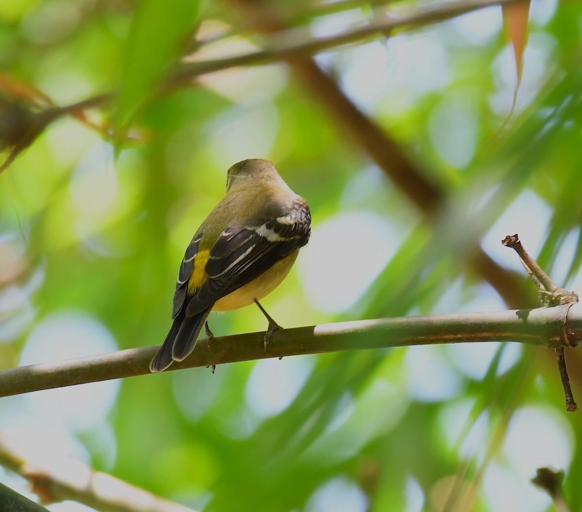 Yellow-rumped Flycatcher - ML624019344