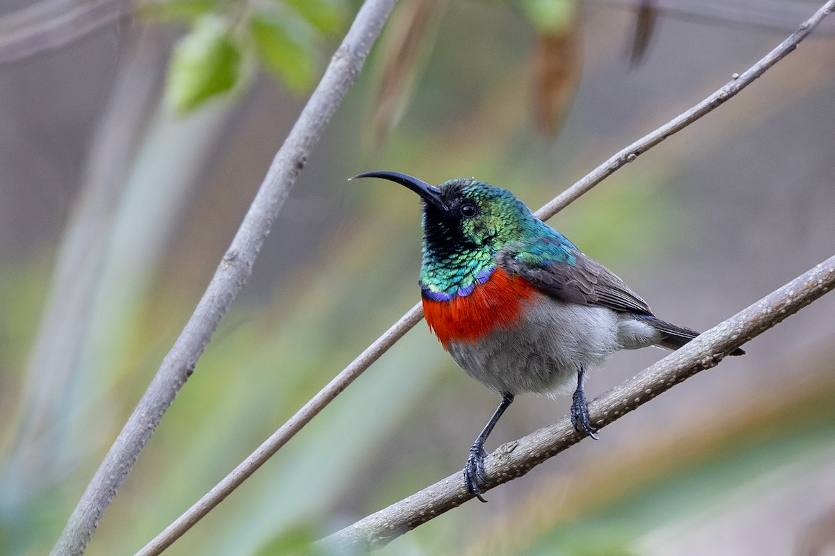 Eastern Miombo Sunbird - ML624019345