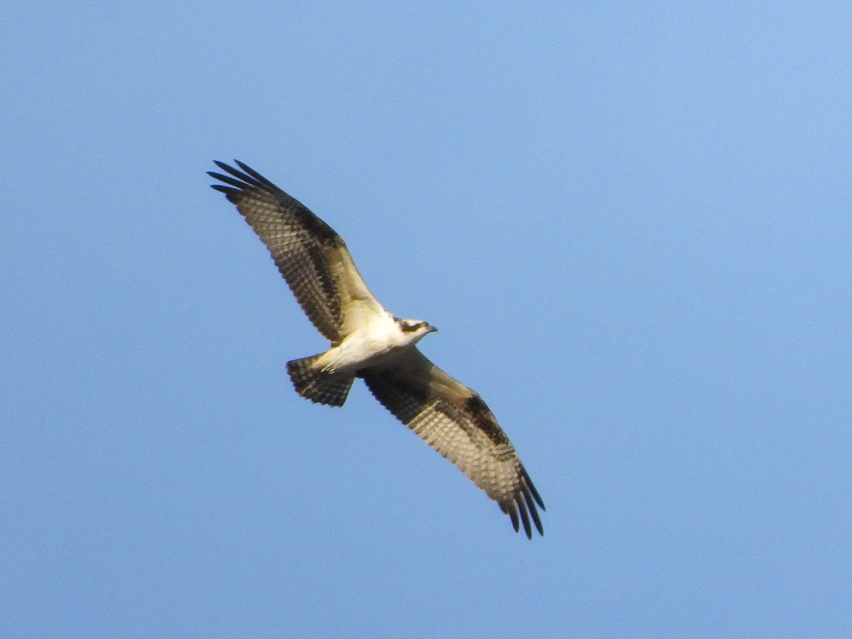 Balbuzard pêcheur (carolinensis) - ML624019346